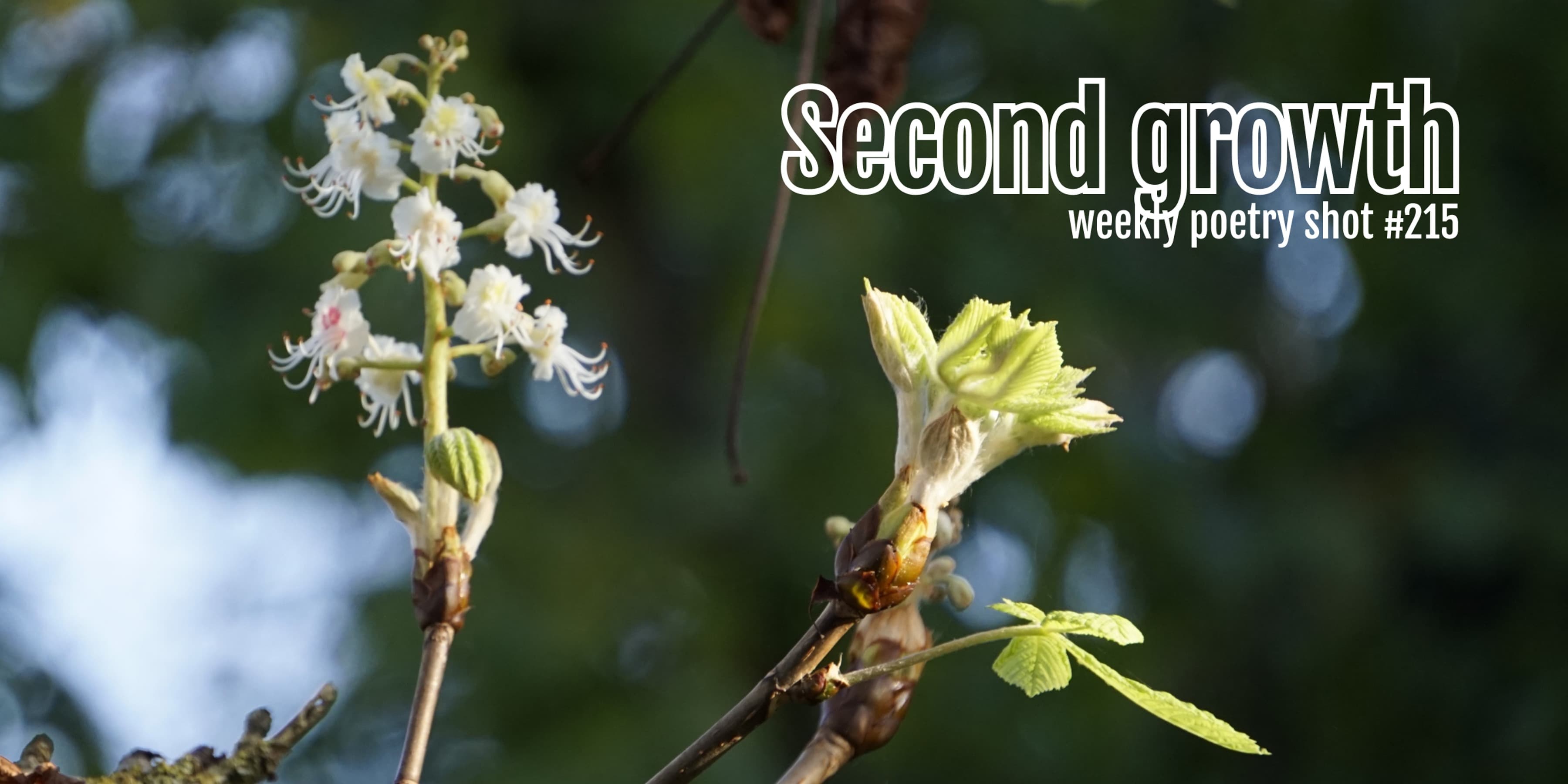 Discover card cover image