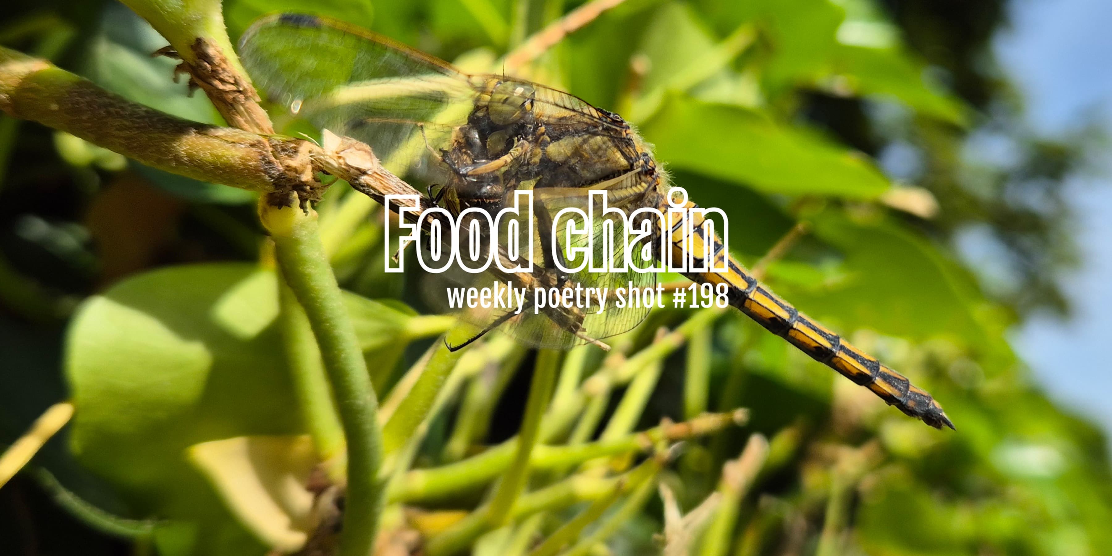 Discover card cover image